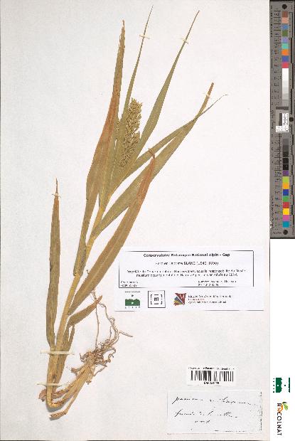 spécimen de Panicum miliaceum