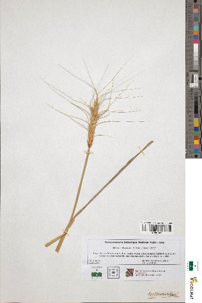 spécimen de Triticum vulgare