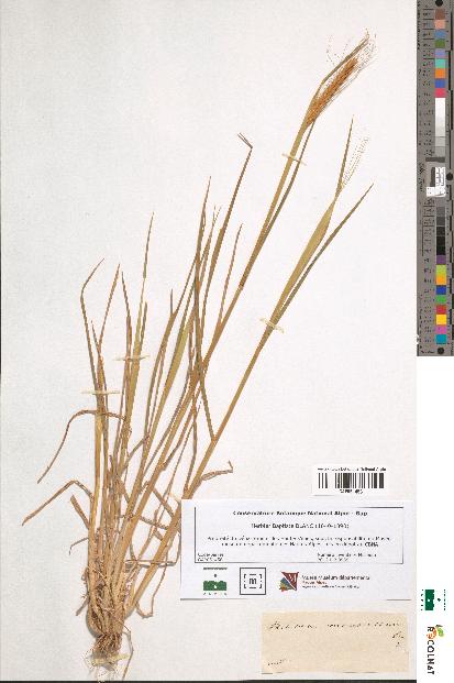 spécimen de Triticum monococcum