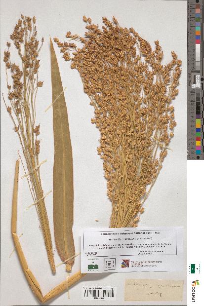 spécimen de Andropogon sorghum