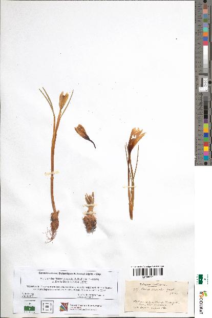 spécimen de Crocus versicolor