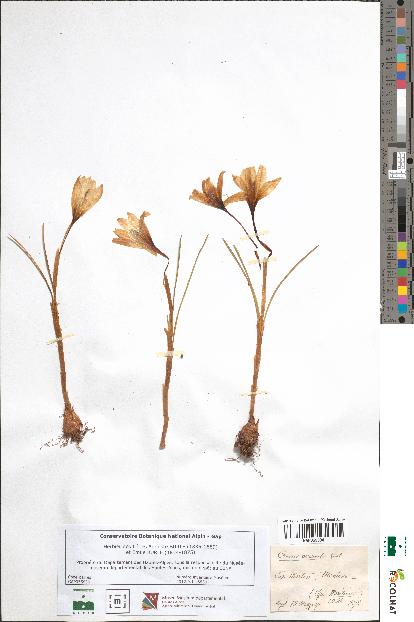 spécimen de Crocus versicolor