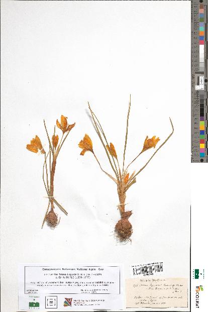 spécimen de Crocus syriacus