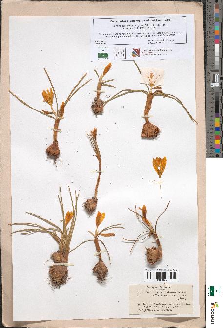 spécimen de Crocus syriacus