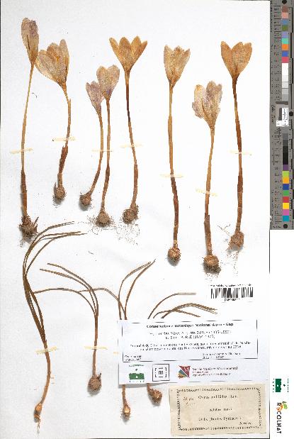 spécimen de Crocus multifidus