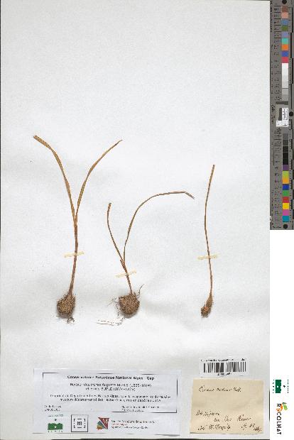 spécimen de Crocus medius