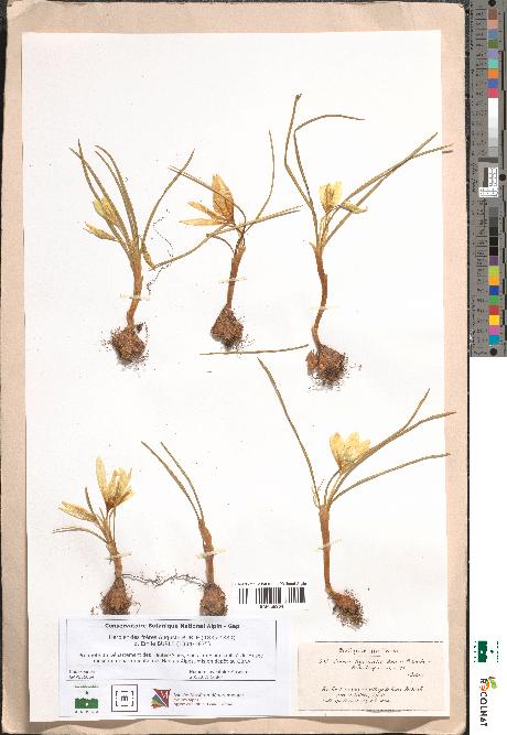 spécimen de Crocus hyemalis