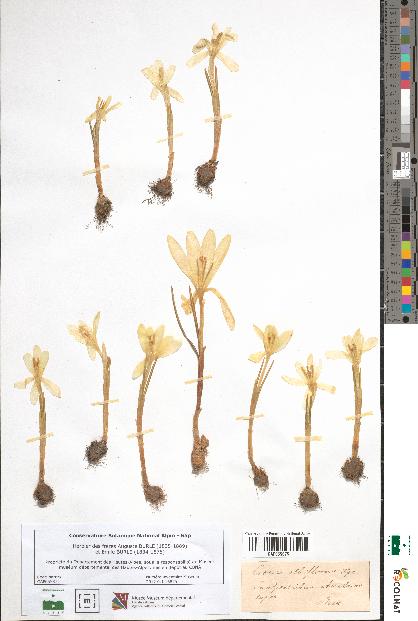 spécimen de Crocus albiflorus