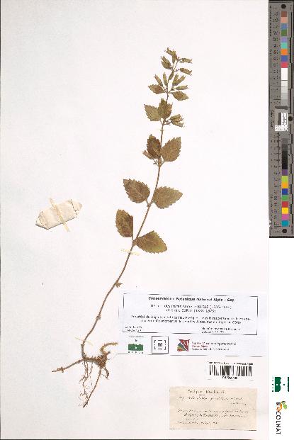 spécimen de Calamintha grandiflora