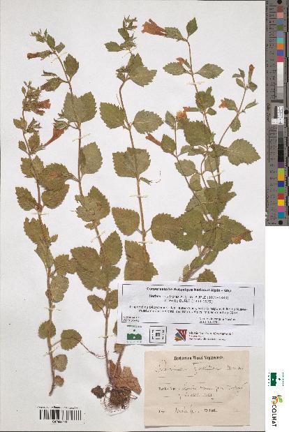 spécimen de Calamintha grandiflora