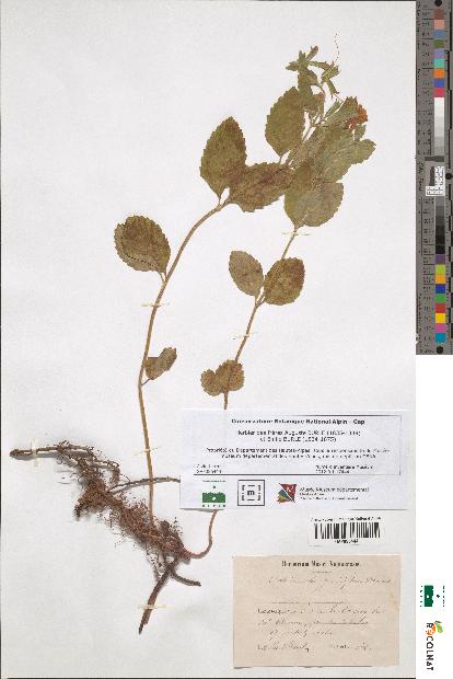 spécimen de Calamintha grandiflora