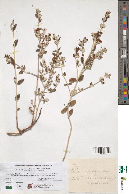 spécimen de Teucrium fruticans