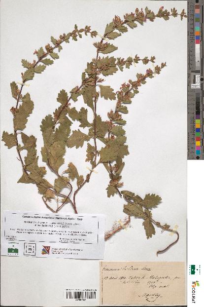 spécimen de Teucrium lucidum