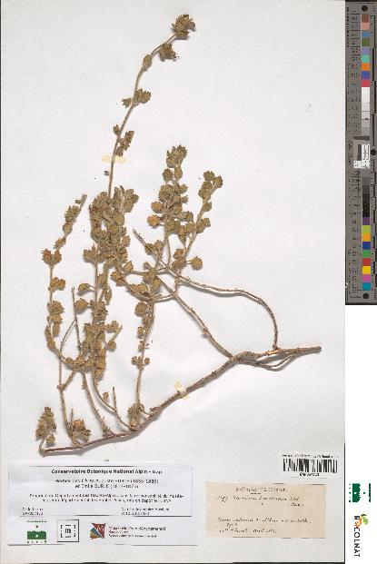 spécimen de Teucrium divaricatum