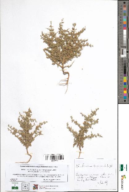 spécimen de Teucrium spinosum