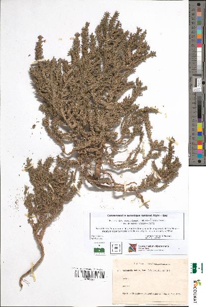 spécimen de Micromeria inodora