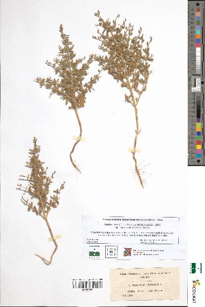 spécimen de Teucrium spinosum