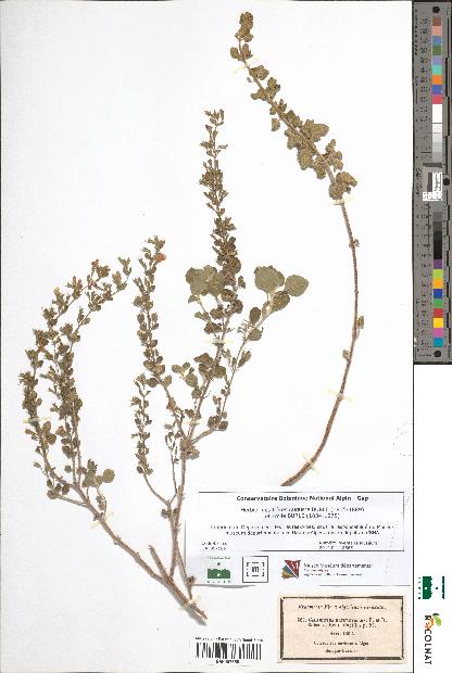 spécimen de Calamintha heterotricha