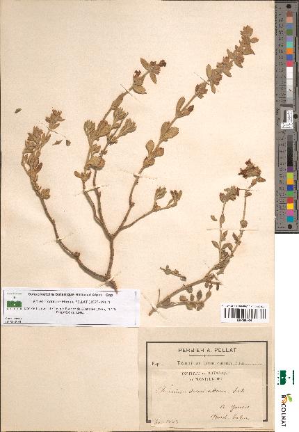 spécimen de Teucrium divaricatum