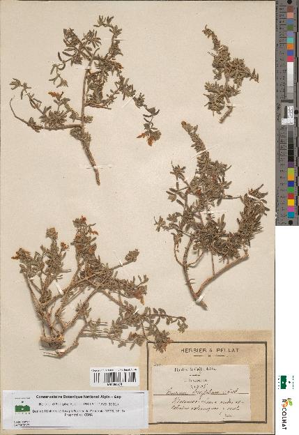 spécimen de Teucrium brevifolium