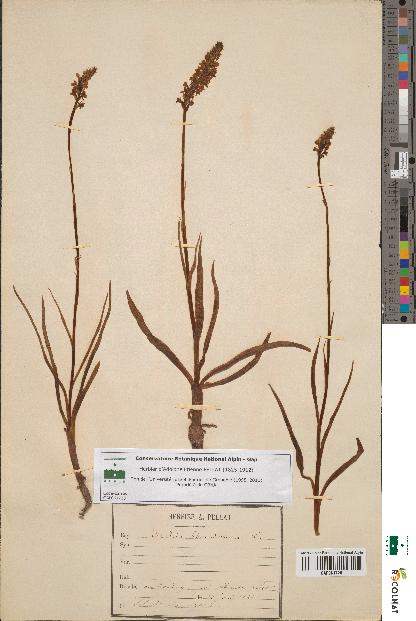 spécimen de Orchis odoratissima