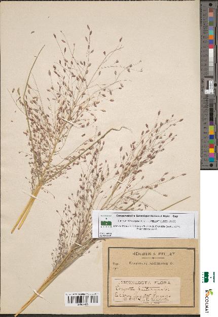 spécimen de Eragrostis pectinacea