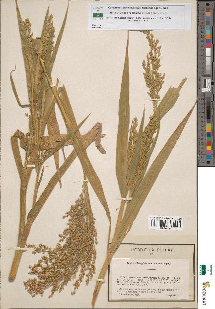 spécimen de Panicum miliaceum