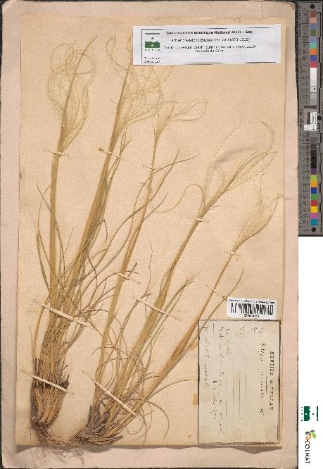 spécimen de Stipa pennata