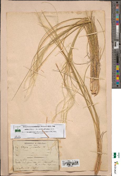 spécimen de Stipa pennata