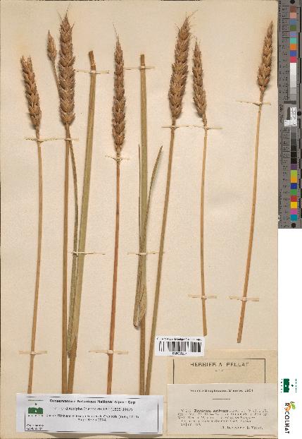 spécimen de Triticum sativum