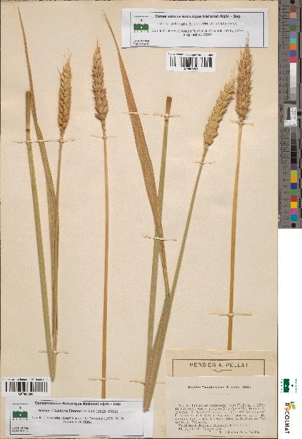 spécimen de Triticum sativum