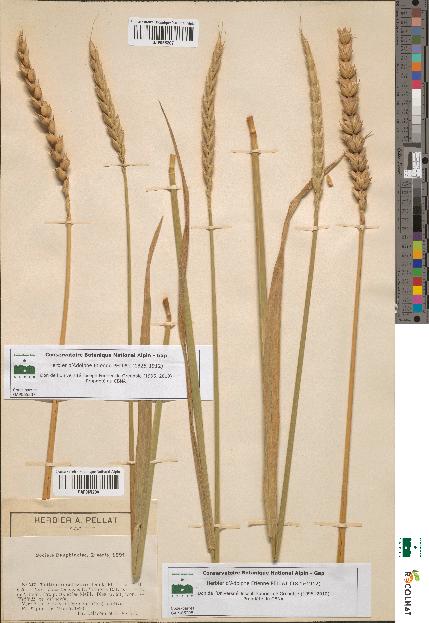 spécimen de Triticum sativum