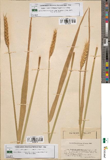 spécimen de Triticum sativum