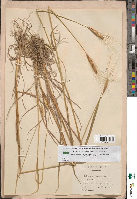 spécimen de Triticum monococcum