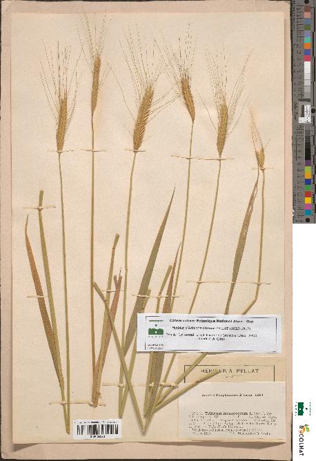 spécimen de Triticum monococcum