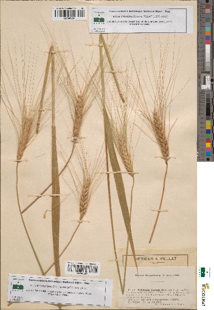 spécimen de Triticum durum