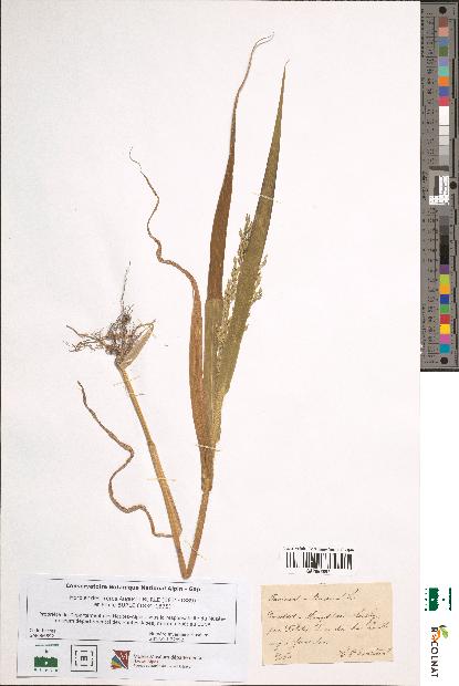 spécimen de Panicum miliaceum