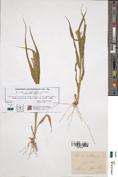 spécimen de Panicum miliaceum