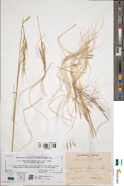 spécimen de Stipa pennata