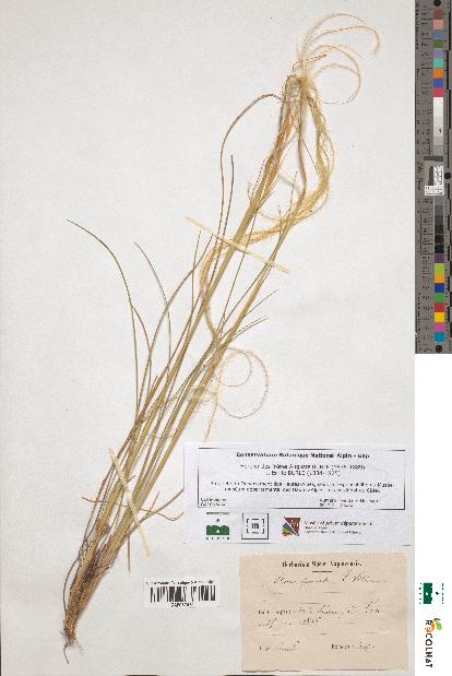 spécimen de Stipa pennata