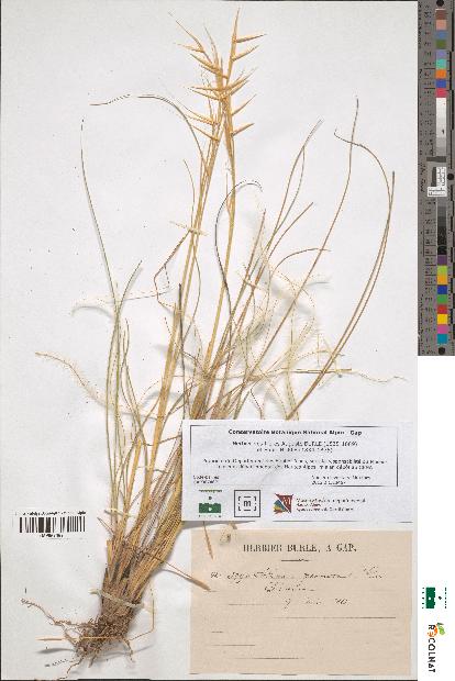 spécimen de Stipa pennata