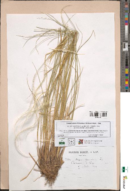 spécimen de Stipa pennata