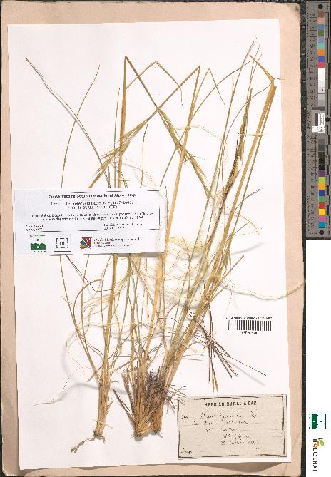 spécimen de Stipa pennata