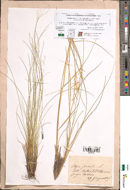 spécimen de Stipa pennata