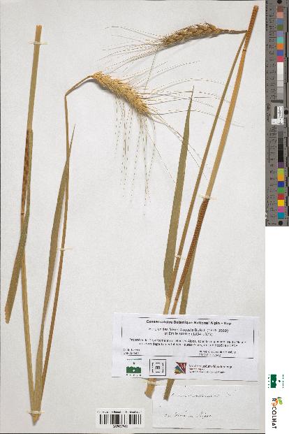 spécimen de Triticum sativum