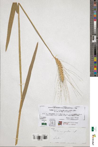 spécimen de Triticum spelta