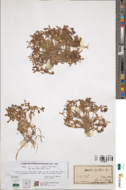 spécimen de Montia rivularis