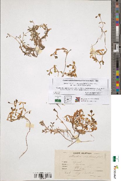 spécimen de Montia rivularis