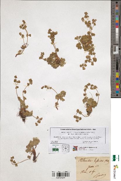 spécimen de Alchemilla hybrida