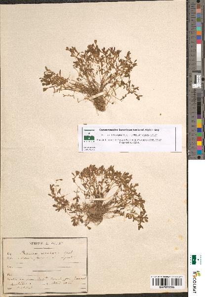 spécimen de Montia rivularis